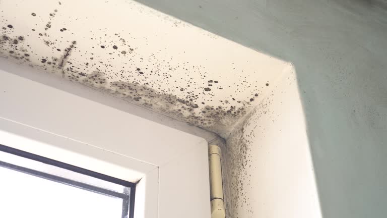 Best Mold Removal for HVAC Installations  in Green Tree, PA